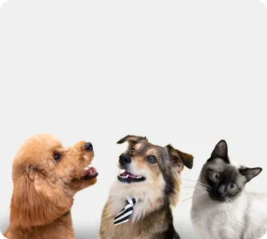 No breed restrictions