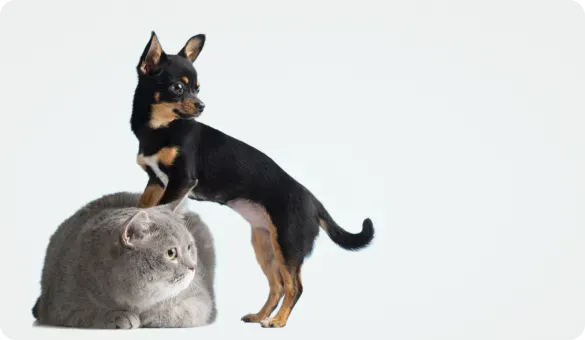 Cats and dogs protected